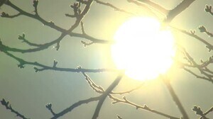 大雪から一転…北陸地方で「春一番」富山で最大瞬間風速11.5mを観測 最高気温“3月下旬並み”予想も