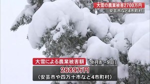大雪で安芸市・四万十市など4市町村で2700万円の農業被害 被害額2000万超は5年ぶり【高知】