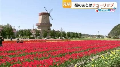 桜の後はチューリップ！色とりどりの花が山陰を彩る　マラソン大会や今年で最後のイベントも…