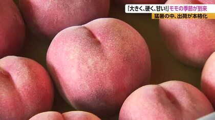 「糖度が高く非常に甘い」桃の出荷が本格化　「川中島白鳳」と「あかつき」が例年より1週間早く　適度な雨が降り「色づきもよく大玉」　8月10日ごろから主力の「川中島白桃」が登場　長野