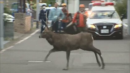 高級住宅街にシカ　住宅の敷地から突然、飛び出して…車道を猛スピードで駆け抜ける姿も　札幌市