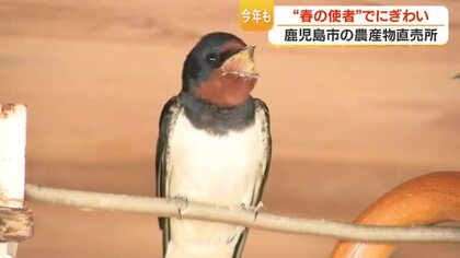 ツバメの巣と傘対策　鹿児島・泉石蔵の直売所、卵と作物を守る工夫が話題