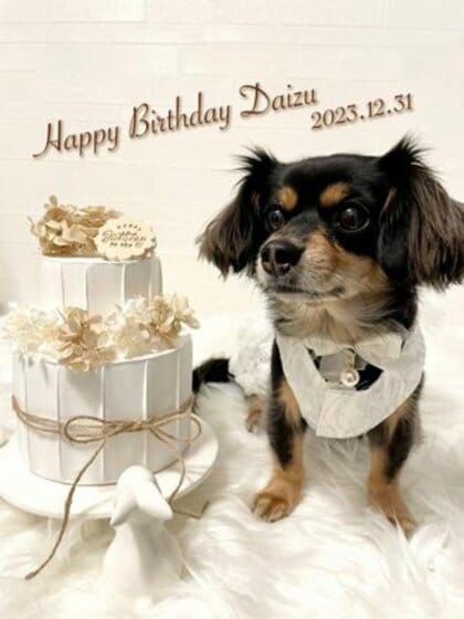 大切なペットのお誕生日、どうお祝いしているかを大調査!
