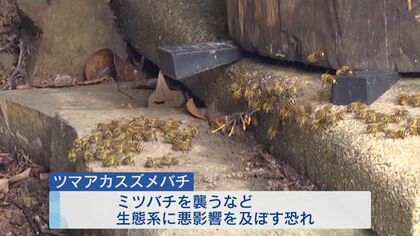 定着する前に駆除を…攻撃性や毒性持つ特定外来生物「ツマアカスズメバチ」　スペシャリストの“捜索”密着【福岡発】