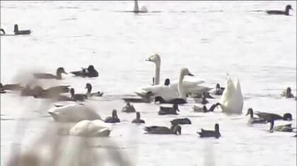 猪苗代湖に冬の使者・ハクチョウが飛来　去年より3日早く　第一陣の52羽が羽を休める　福島