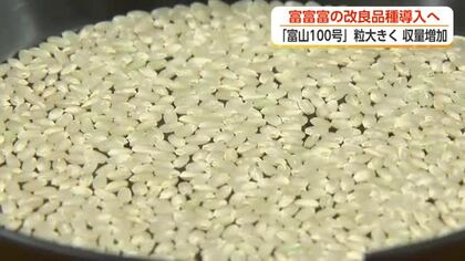 富山のブランド米「富富富」に改良品種　粒が大きく収量アップの「富山100号」、2030年導入目指す