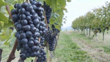 「サステナブルなワインを飲む！」 が世界のトレンド　国産ワイナリーの“美味しいだけじゃない”取り組み