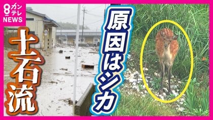 「シカが食べ尽くして斜面崩壊」3度続けて発生した土石流 増えたシカが植物食べ「裸地化」 全国各地で山肌むき出し「土砂災害のリスク増加」