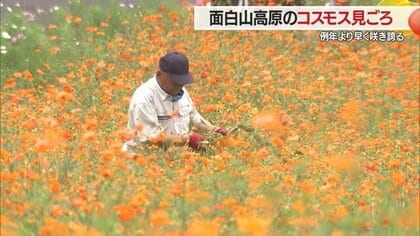 高原に“秋の訪れ”コスモスが敷地いっぱいに咲き誇る　暑さで管理に苦労も…見事なコスモスのじゅうたんに【山形発】