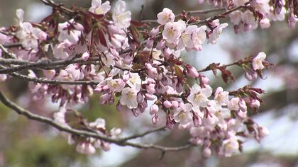 街中は続々と咲いているのに「開花とはなりませんでした」…函館・札幌・帯広でサクラ開花発表にはならず_待ち遠しいサクラ開花発表！平年より10日程早い開花予測で函館のホテルは争奪戦に＜北海道＞