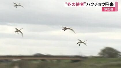 冬の使者ハクチョウが宮城県内に初飛来 国内最大級の飛来地・伊豆沼で例年より６日早く確認される