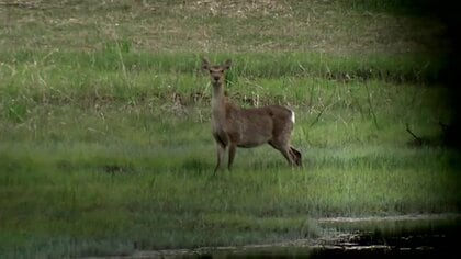 尾瀬に出没！ニホンジカ　ニッコウキスゲが好物　過去には深刻な食害も　美しい自然を守る”最後の砦”【福島発】