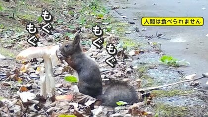 「まるで絵本の世界」エゾリスがもぐもぐしていたのは毒キノコ　人間だと死の可能性も…なぜ平気？