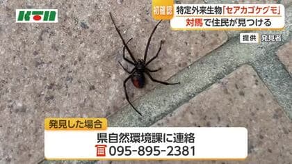 対馬市でセアカゴケグモを初確認