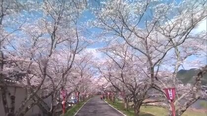 約１キロの桜並木満開　真庭・久世のトンネル桜見ごろ　地元出身ＪＯ１・豆原一成さんのぼんぼりも【岡山】