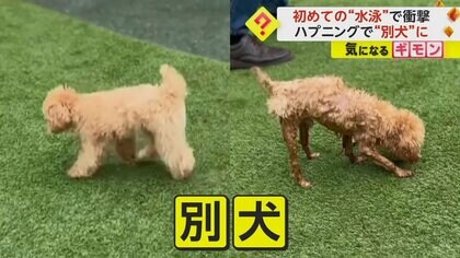 1歳のトイプードルが池にドボン！　「おぼれると思った」飼い主はパニックに…岸へ上がるも“別の犬”状態に