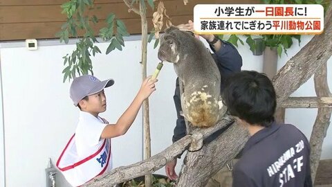 国内最多20頭のコアラ飼育　鹿児島・平川動物公園で小6が一日園長「将来の夢に飼育員を候補に入れる」