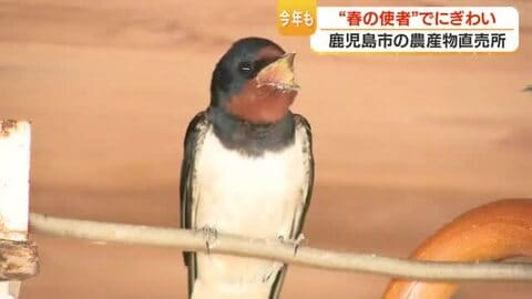 ツバメの巣と傘対策　鹿児島・泉石蔵の直売所、卵と作物を守る工夫が話題