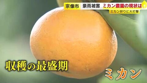 記録的大雨から3ヵ月　ミカン農園には今も大きな爪痕「復旧には1～2年かかる」　それでも“大勢の人に味わってほしい”　福岡・宗像市