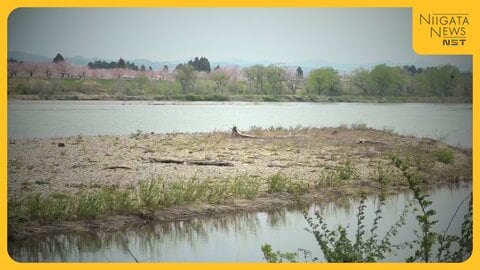 行方不明だった当時中学3年の女子生徒 自宅から約28km離れた信濃川中洲で遺体発見 死因は溺死か…死後数カ月が経過 新潟
