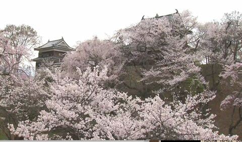  城跡を彩る桜が満開　「上田城千本桜まつり」開幕　夜はライトアップも　4日午後は全県で雨の予想　