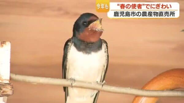 鹿児島の直売所でツバメが育つ理由