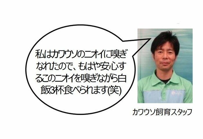 カワウソ飼育スタッフ「白飯3杯食べられます」(提供:サンシャイン水族館)