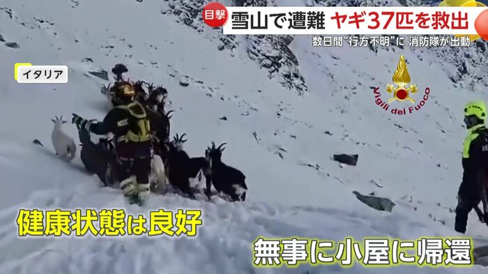 消防隊員と我が家に帰ったヤギ