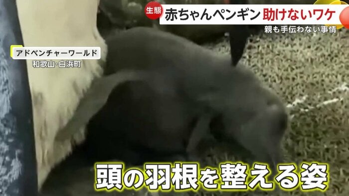 羽繕いをしようとしていた赤ちゃんペンギン(提供:アドベンチャーワールド)