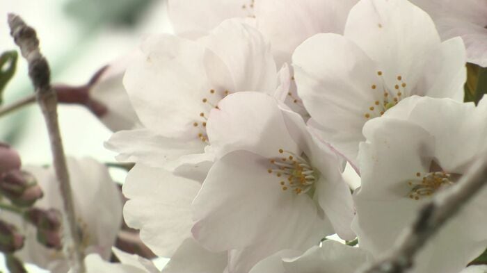 ガラスに近い枝だけ咲いている