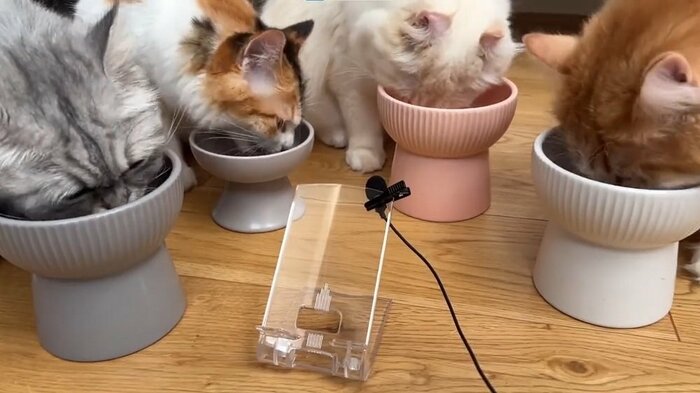 ご飯をもぐもぐ(左からこゆきちゃん、うなぎちゃん、おこめちゃん、ぽてちくん)