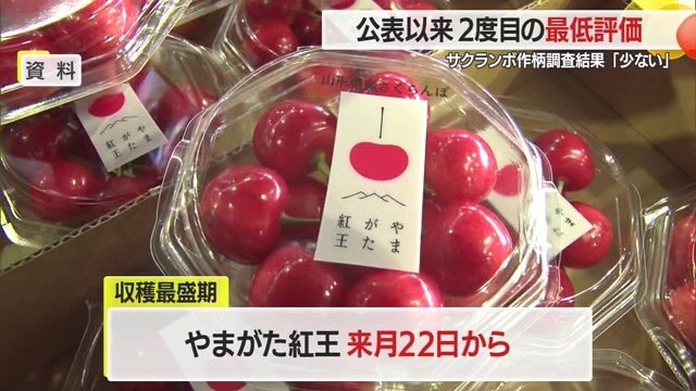 サクランボの品種により収穫の最盛期は異なるが、露地もののは6月が最盛期