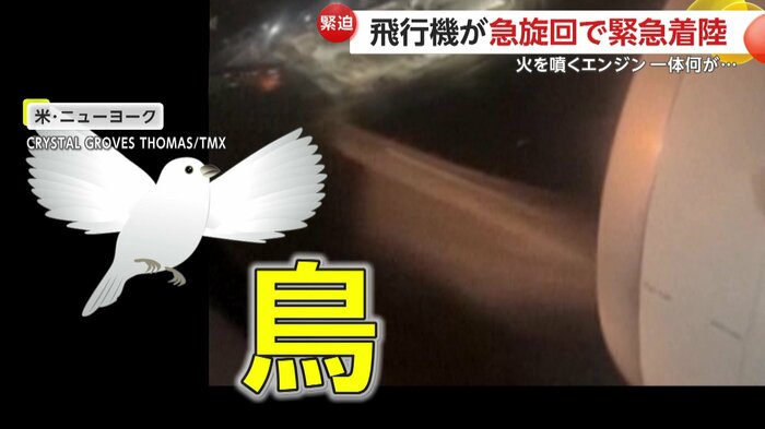 エンジンに飛び込んだ「鳥」