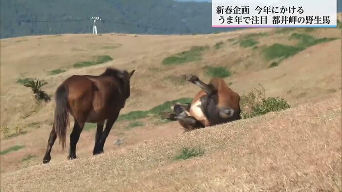 草原で背中を地面にこすりつけて転がる馬