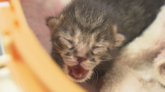 まだ目が開いていない子猫 炎天下、保護された