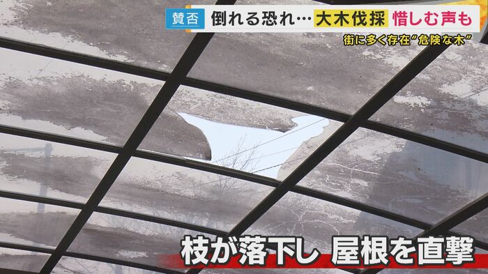 木の真下に住む住民