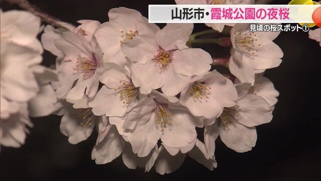 昼とは違った表情の夜桜