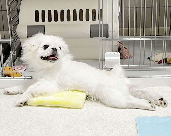 保冷剤の上に乗って涼むもぐちよちゃん