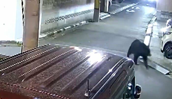 マンションの防犯カメラに写ったクマ