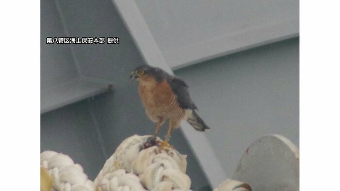 タカの一種「ハイタカ」