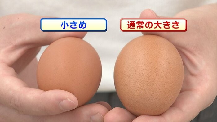 猛暑で卵の大きさに変化
