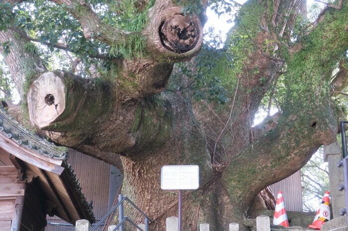 県指定天然記念物　大徳寺の大クス