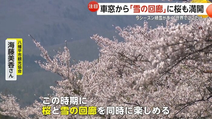 岩手・八幡平市の桜