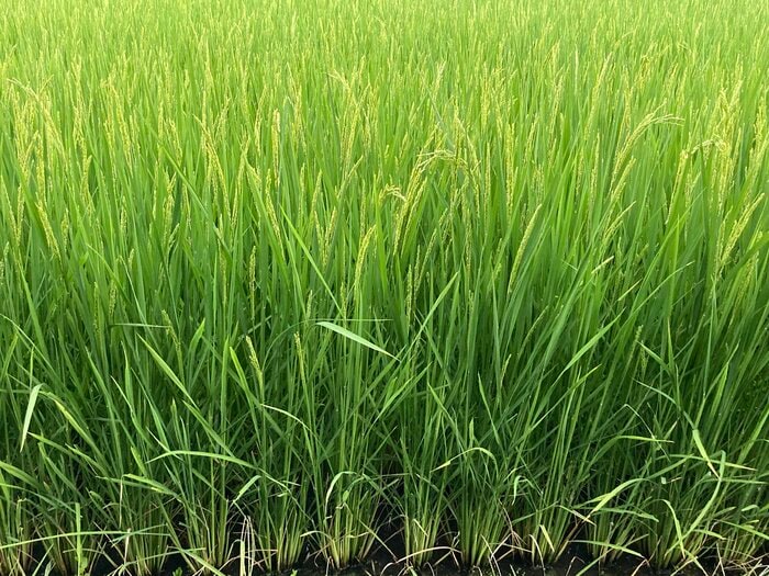 ゆうだい21の稲