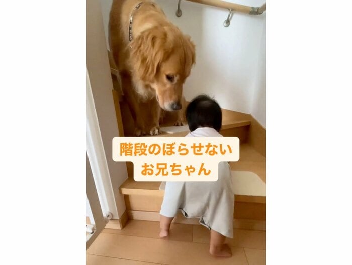 階段のぼらせないお兄ちゃん(提供:@_golden_rajahさん)