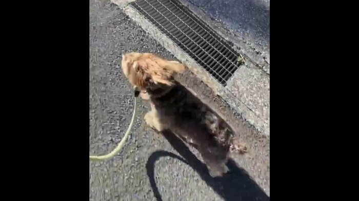 兄犬くんが行きたい場所や道を歩くようにしている