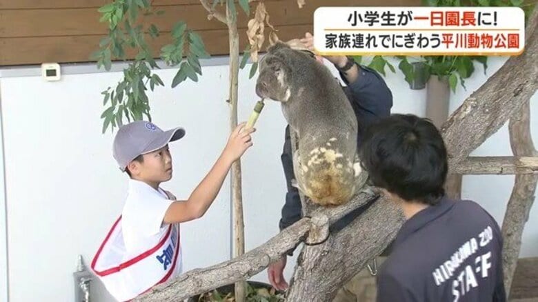 国内最多20頭のコアラ飼育 鹿児島・平川動物公園で小6が一日園長「将来の夢に飼育員を候補に入れる」|FNNプライムオンライン
