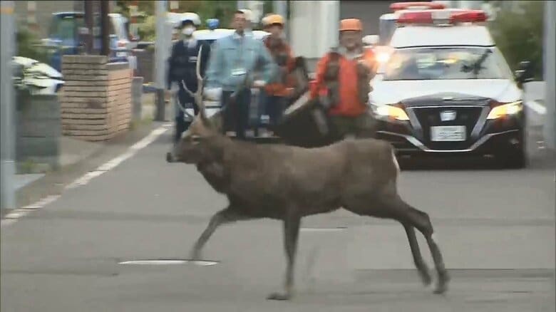 高級住宅街にシカ　住宅の敷地から突然、飛び出して…車道を猛スピードで駆け抜ける姿も　札幌市｜FNNプライムオンライン