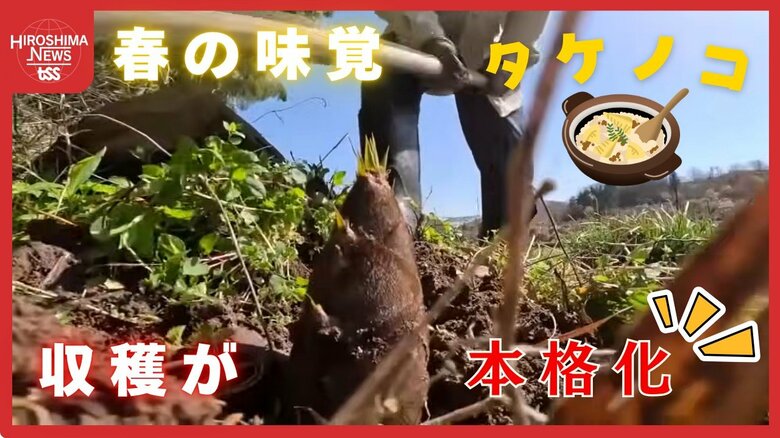 三次の竹林で始まった早めのタケノコ収穫　春の訪れを告げる作業風景｜FNNプライムオンライン