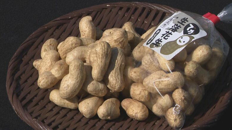 一般的なサイズの1.5倍ほど…ジャンボ落花生の収穫が最盛期 愛知県高浜市で特産化目指し28人の農家が栽培｜FNNプライムオンライン